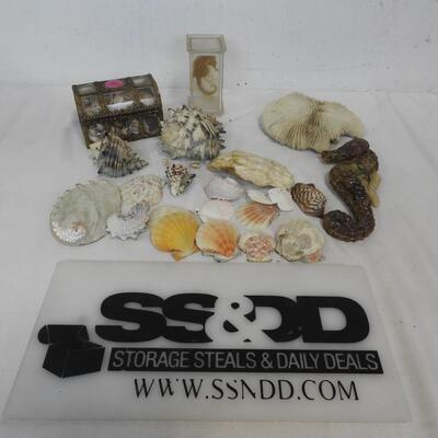 Seashells, Seahorse in Case, Trunk w/ Small Shells, Sand Dollars, Various Shapes