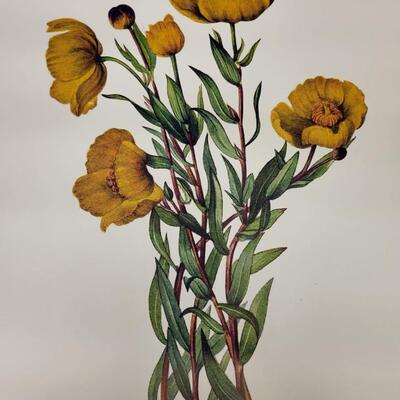 Art:4 Floral Prints;