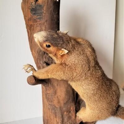Lot #79  Vintage Squirrel Taxidermy