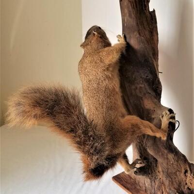 Lot #79  Vintage Squirrel Taxidermy