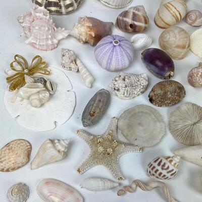 291  Lot of Shells & Corals