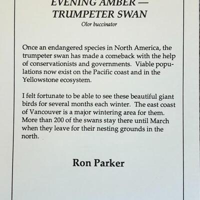 Trumpeter Swan Framed Print Signed 