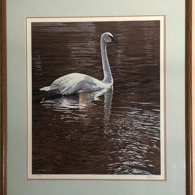 Trumpeter Swan Framed Print Signed 