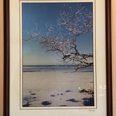 Ocean with Bare Tree Framed Photo Signed 