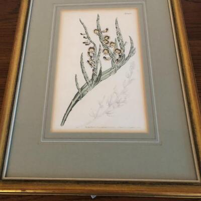 Series of Four Botanical Framed Prints