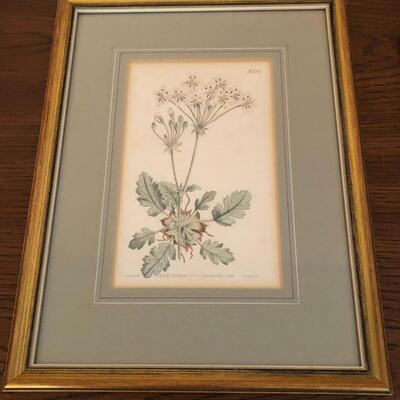 Series of Four Botanical Framed Prints