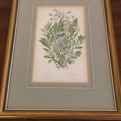 Series of Four Botanical Framed Prints