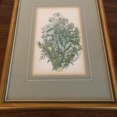 Series of Four Botanical Framed Prints