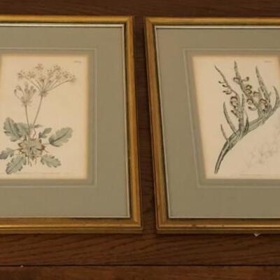 Series of Four Botanical Framed Prints