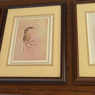 Series of Six Fossil Framed Prints