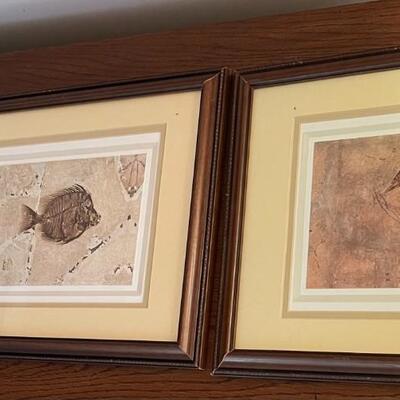 Series of Six Fossil Framed Prints