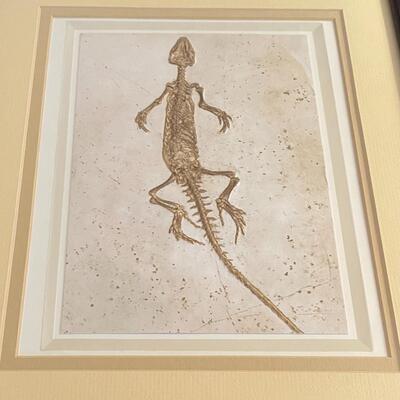 Series of Six Fossil Framed Prints