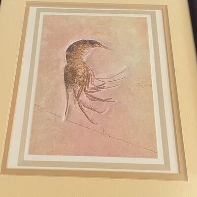 Series of Six Fossil Framed Prints