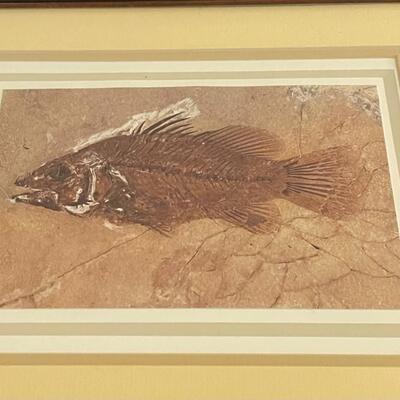 Series of Six Fossil Framed Prints