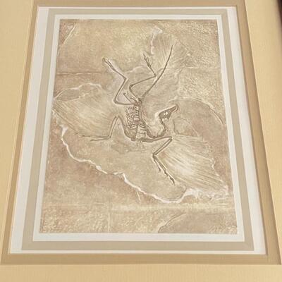 Series of Six Fossil Framed Prints