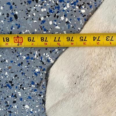 Cowhide Rug #1