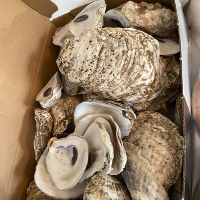 Shells