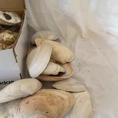 Shells