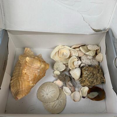 #229 Sea Shells
