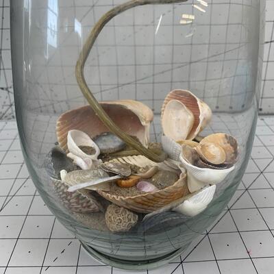 #234 Money Tree, Sea Shells & Vase