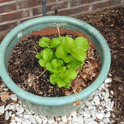 Outdoor terra-cotta pot