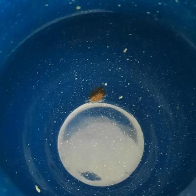 Cowboy Blue Enamel Coffee Pot and Pitcher