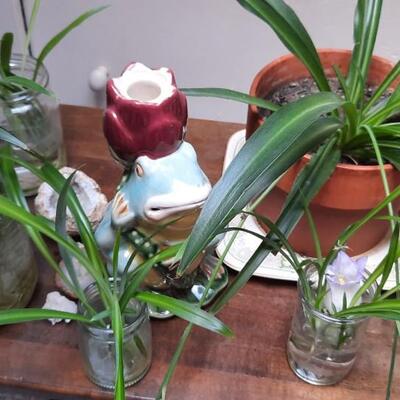 Spider Plant Cuttings