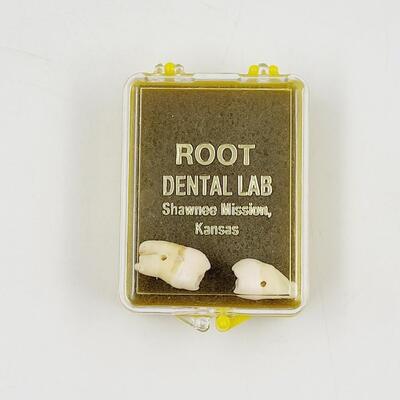 CRAFTY HUMAN MOLARS