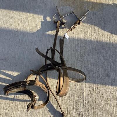 Horse Tack