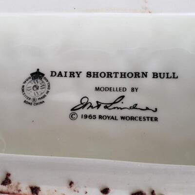 Dairy Shorthorn Bull Royal Worcester 1965