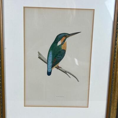 811 Set of Two Kingfisher Framed Prints