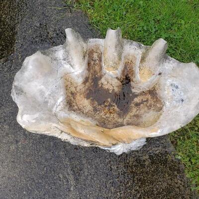 Giant Clam shell 2' across!