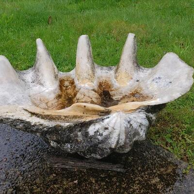Giant Clam shell 2' across!
