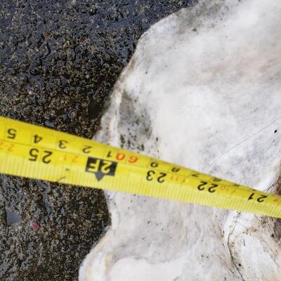 Giant Clam shell 2' across!