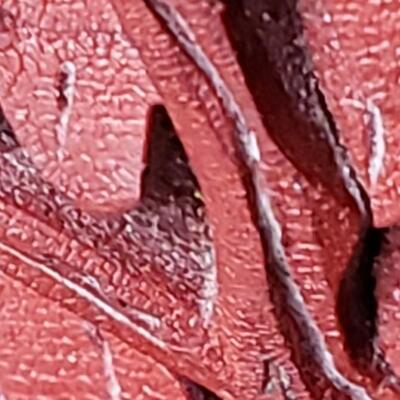 Two Cinnabar table lamps