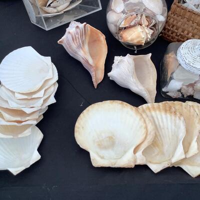 218 Lot of Sea-Shells, Oyster Shells, Sand Dollars