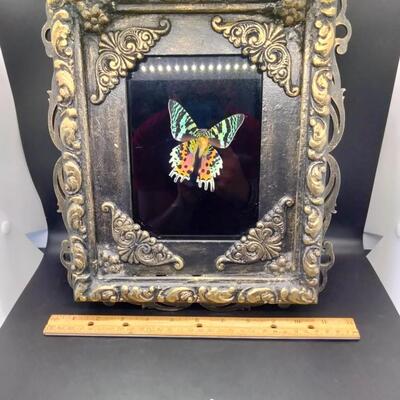 Lot 122 - Framed Moth Art