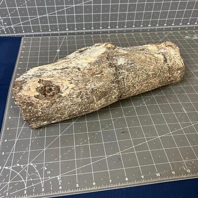 Petrified Wood Log! 