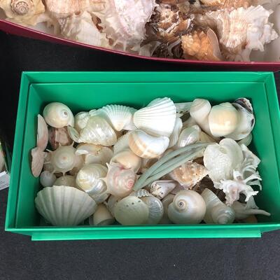 931 Three Boxes of Various Sea Shells