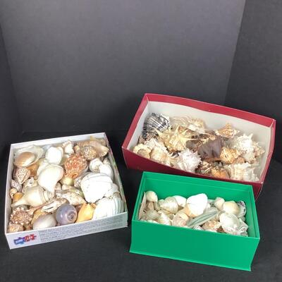 931 Three Boxes of Various Sea Shells