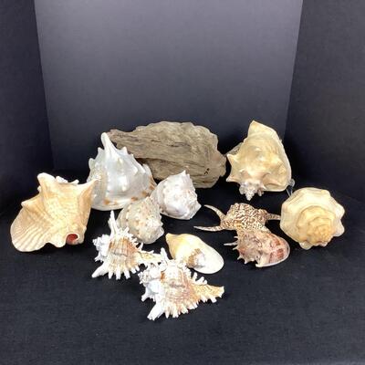 932 Large lot of Conch and Sea Shells