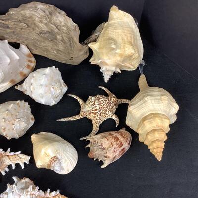 932 Large lot of Conch and Sea Shells