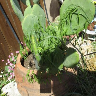 Cactus & Decor