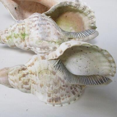 Large Sea Shells