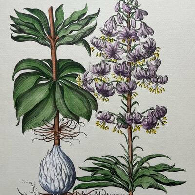 Framed Botanical Plant Flower Art Print