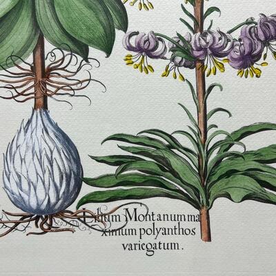 Framed Botanical Plant Flower Art Print