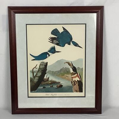 951 Vintage Audubon Print of Belted Kingfisher