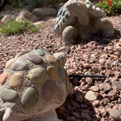 Two River Rock Tortoises outdoor