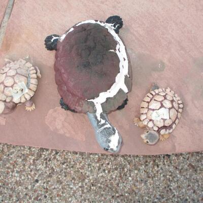 Outdoor Decor Turtles