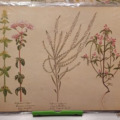 Lot 64: (4) Antique 1870's VICTORIAN Flower Prints by Henry Terry